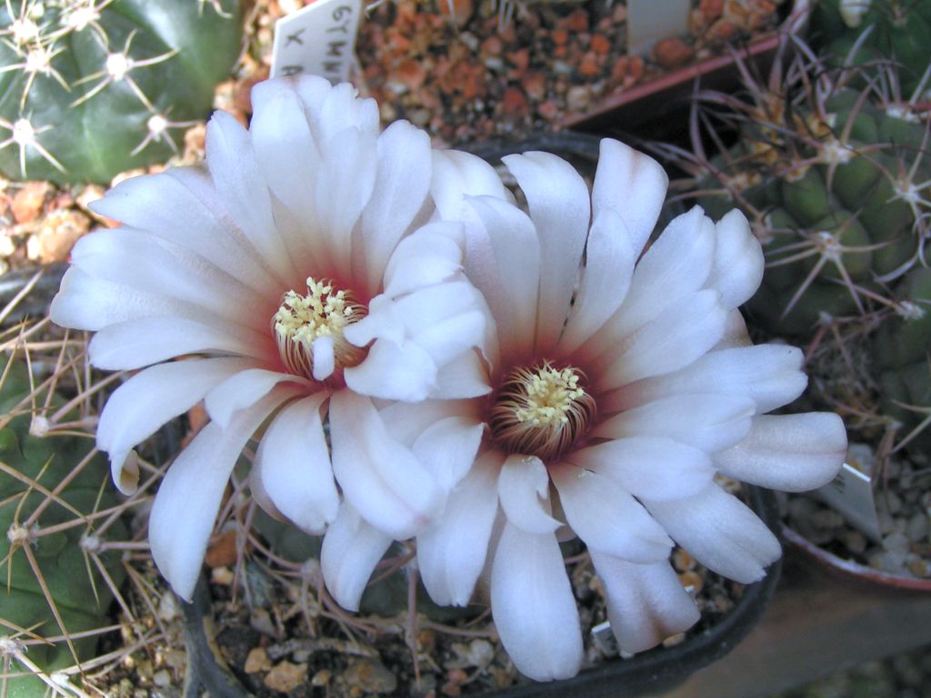 Gymnocalycium kozelskyanum